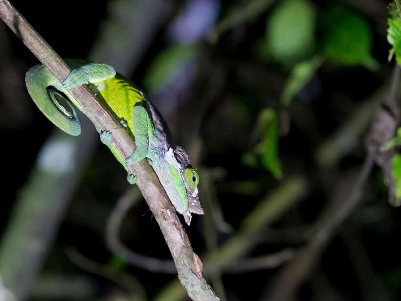 Khao Sok: Private Night Safari Adventure w/ Hotel Transfer - Private or shared: which option makes sense?