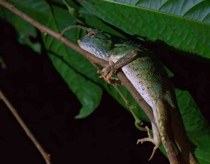 Khao Sok: Private Night Safari Adventure w/ Hotel Transfer - From hotel lobby to forest trail