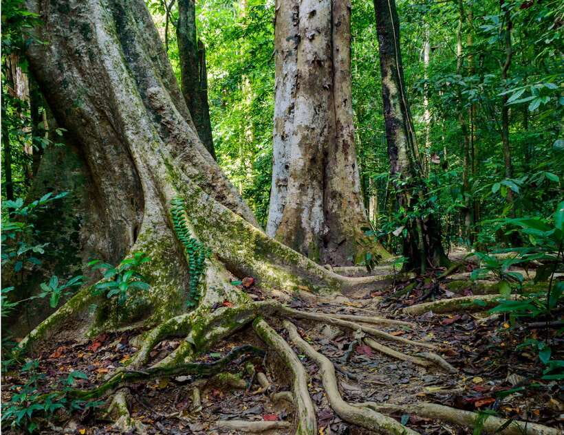 Khao Sok: Private Waterfalls and Wildlife Half-Day Trek - Bang Hua Raet and Wing Hin waterfalls