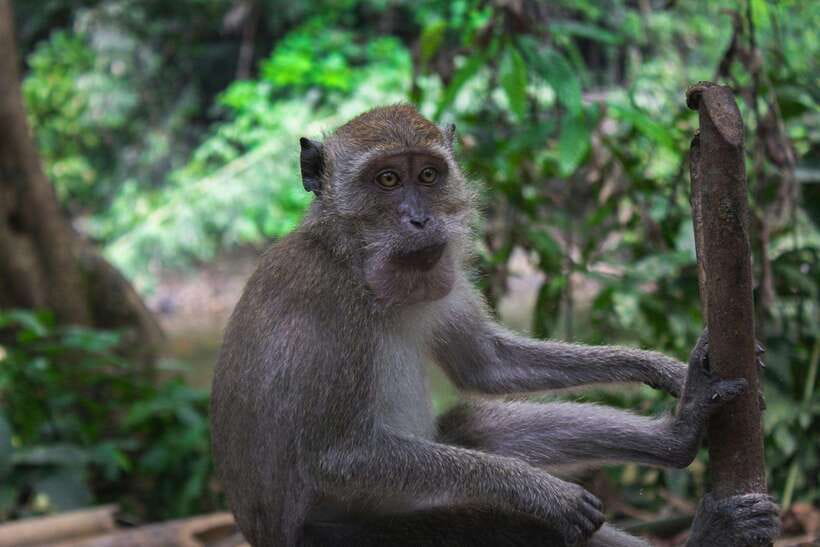 Khao Sok: Private Waterfalls and Wildlife Half-Day Trek - From your Khao Sok hotel to the park entrance