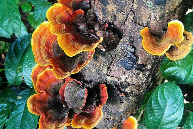 Khao Yai National Park Hiking Day Tour: Haew Narok and Haew Suwat - Thai lunch and the Khao Yai Visitor Centre