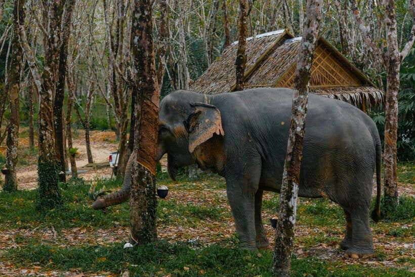Khaolak: Elephant Sanctuary Guided Tour with Hotel Transfers - Practical booking advice for Khao Lak