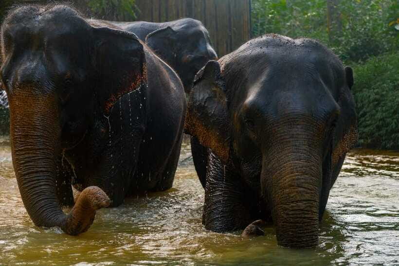Khaolak: Elephant Sanctuary Guided Tour with Hotel Transfers - Preparing the food gives you a real role