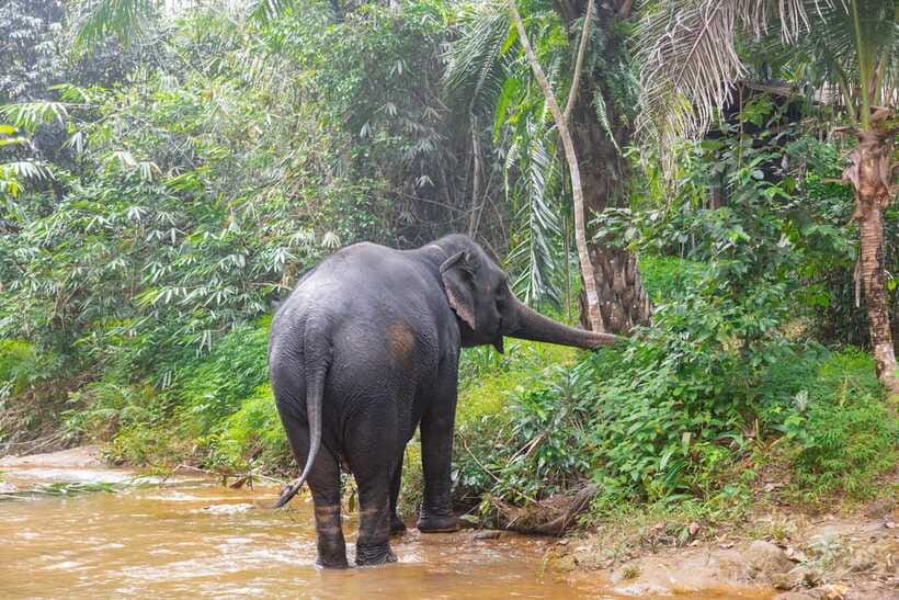 Khaolak: Elephant Sanctuary Guided Tour with Hotel Transfers - The river visit is the most memorable section