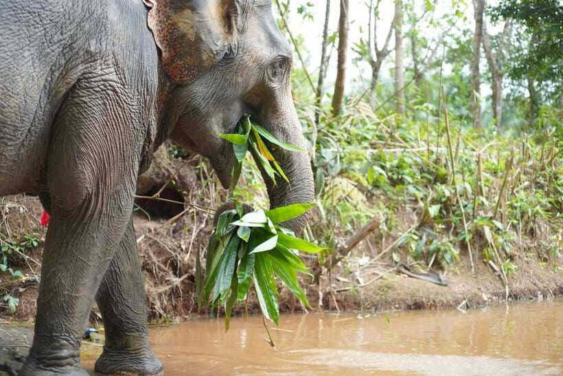 Khaolak: Elephant Sanctuary Guided Tour with Hotel Transfers - The guides are a major part of the experience