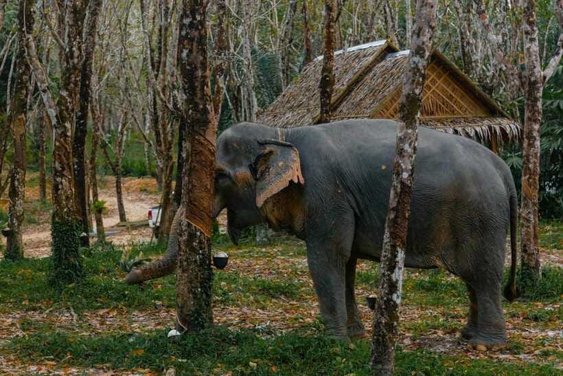 Khaolak: Elephant Sanctuary Guided Tour with Hotel Transfers - How the $57 price measures up