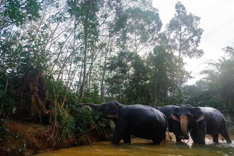 Khaolak: Elephant Sanctuary Guided Tour with Hotel Transfers - Who should book this elephant sanctuary visit