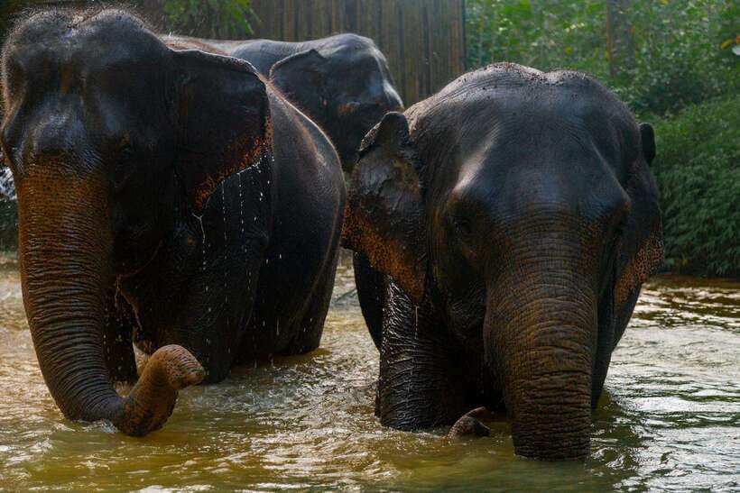 Khaolak: Elephant Sanctuary Guided Tour with Hotel Transfers - Arrival, Safety Briefing, and First Impressions