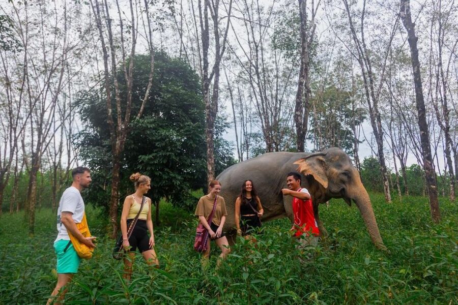 Khaolak: Sunset Elephant Walk with Complimentary Cocktail - Feeding bananas and watching natural behavior