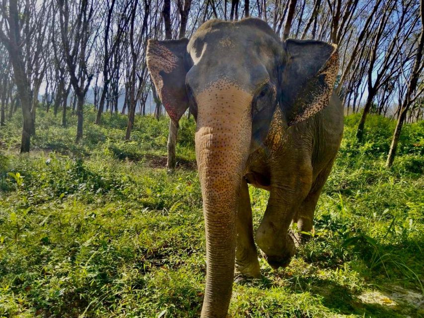 Khaolak: Sunset Elephant Walk with Complimentary Cocktail - Is the $40 price good value?