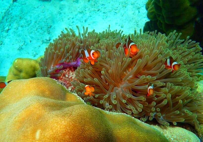Ko Lanta: Full-Day Snorkel Trip to Phi Phi & Bamboo Islands - Key points to know before you book