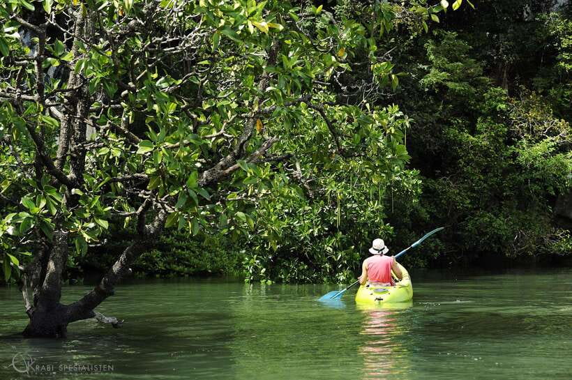 Ko Lanta: Half-Day Mangrove Kayaking Tour with Lunch - Wildlife appears in the mud, branches, and water