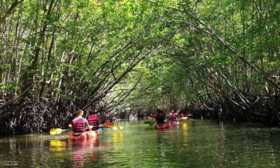 Half-Day Mangrove Kayaking Tour with Lunch