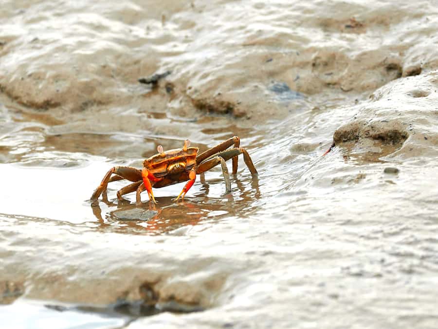 Ko Lanta: Mangrove Forest Boat Tour with Lunch or Dinner - Who should book this half-day trip?