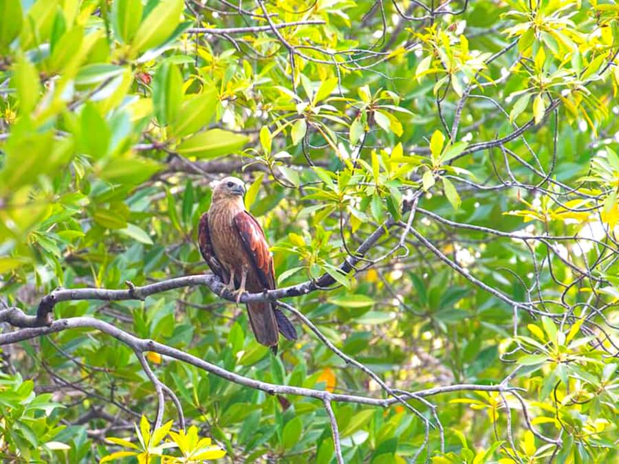 Ko Lanta: Mangrove Forest Boat Tour with Lunch or Dinner - Morning heat or afternoon low tide