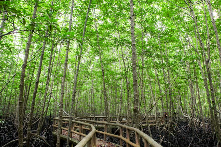 Ko Lanta: Mangrove Forest Boat Tour with Lunch or Dinner - How the guides shape the experience