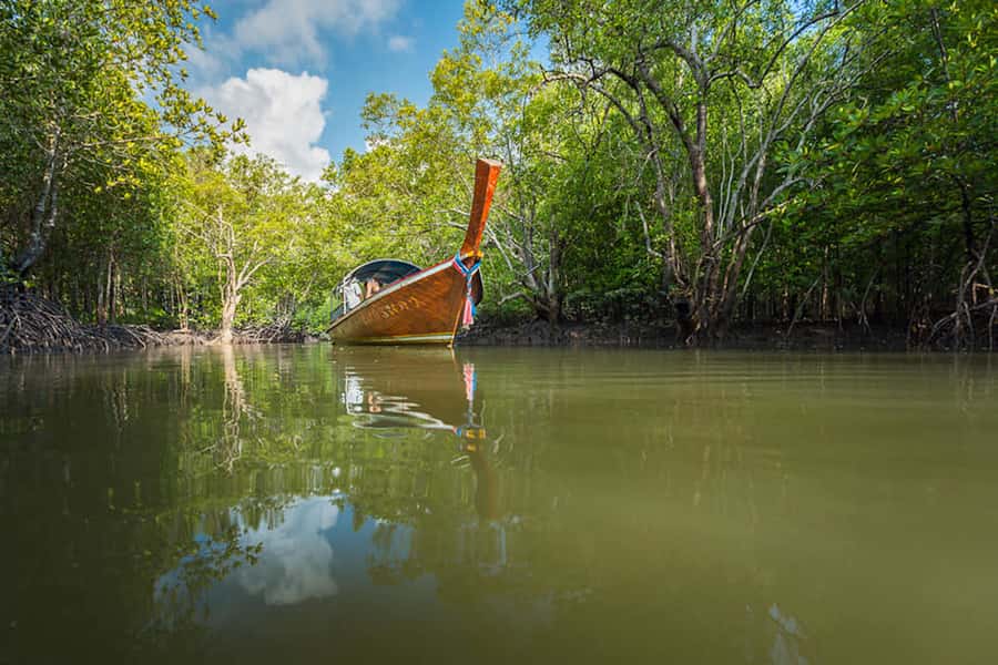 Ko Lanta: Mangrove Forest Boat Tour with Lunch or Dinner - What you may see among the roots