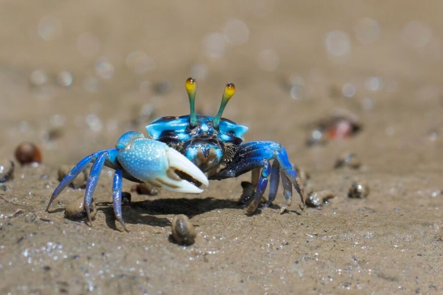 Ko Lanta: Mangrove Kayaking, Ko Talabeng, & Skull Island - Skull Island is the day’s boldest stop