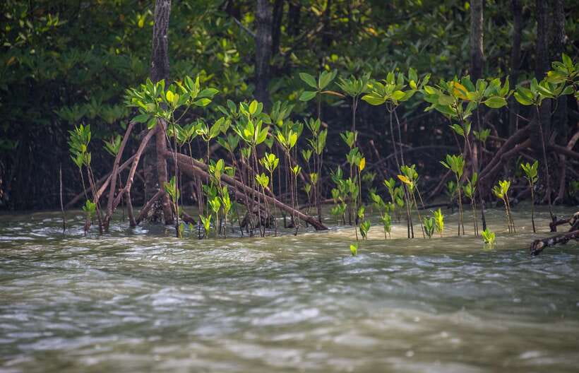 Ko Lanta: Mangrove Kayaking with Lunch and Hotel Transfer - The unpolished side of the mangroves