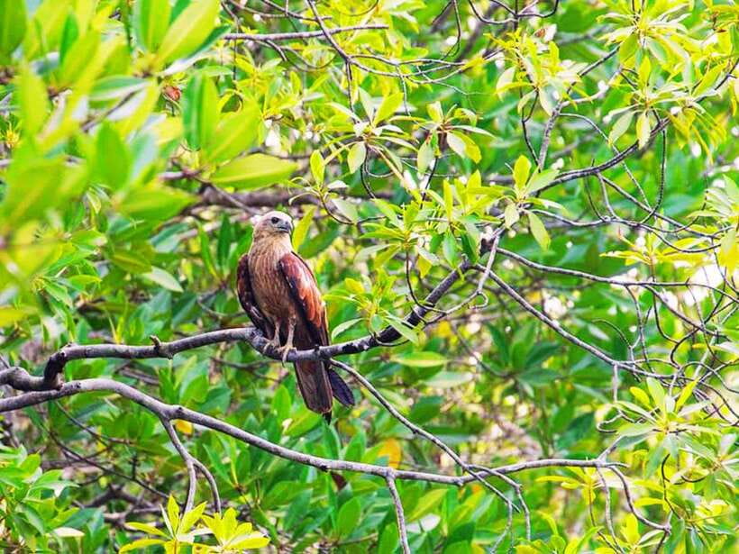 Ko Lanta: Mangrove Kayaking with Lunch and Hotel Transfer - Should you book the Tung Yee Peng kayak trip?