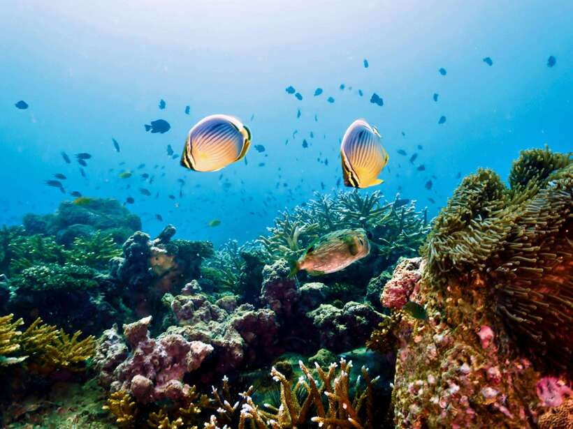 Ko Lanta: Snorkeling Adventure Tour to Koh Rok and Koh Haa - Should you book the Koh Rok and Koh Haa trip?