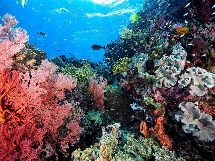 Ko Lanta: Snorkeling Adventure Tour to Koh Rok and Koh Haa - Two hours around Koh Rok