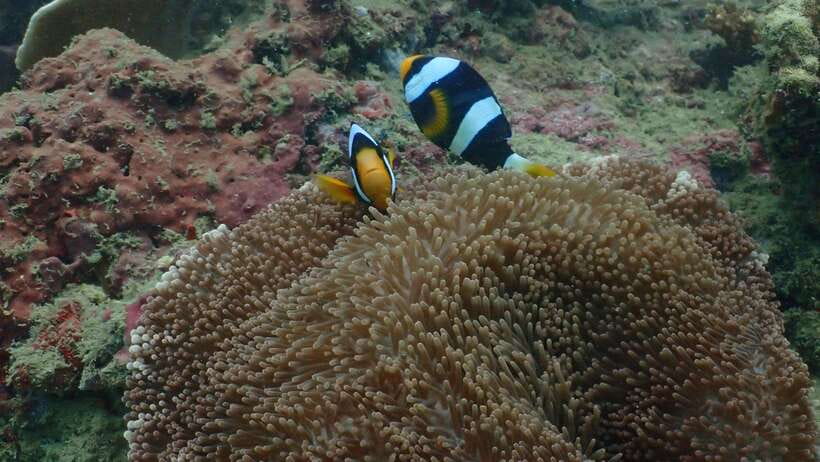Ko Phi Phi Don: Speedboat Day Trip with Shark Snorkeling - The turtle snorkeling stop