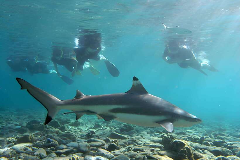 Ko Phi Phi Don: Speedboat Day Trip with Shark Snorkeling - The speedboat ride from Phi Phi Don