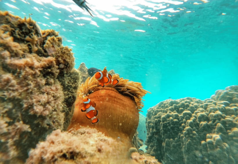 Ko Samet: 5 or 6 Islands Snorkeling Tour with Lunch Option - Should You Book the Five or Six Island Trip?