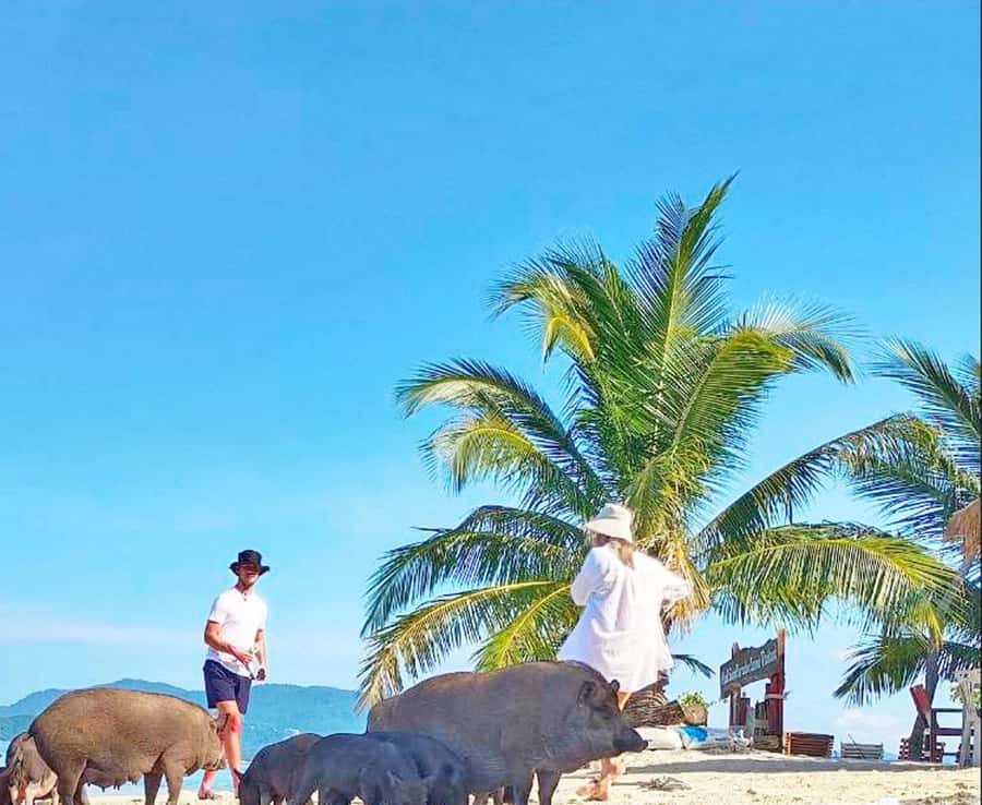 Ko Samui: Pig Island Snorkeling and Koh Tan Speedboat Tour - Five things to know before booking