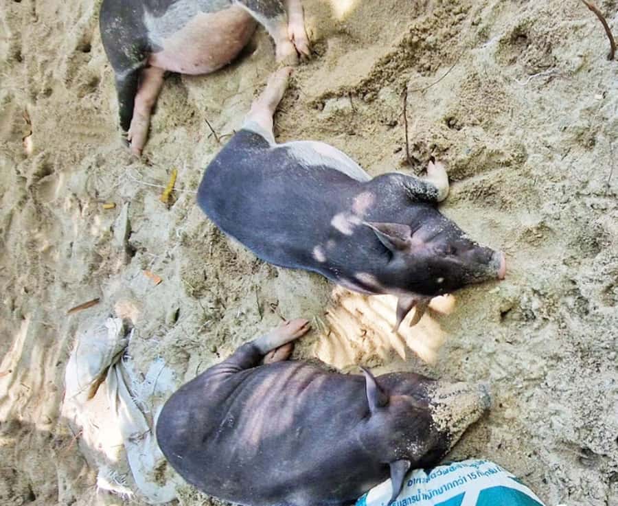 Ko Samui: Pig Island Snorkeling and Koh Tan Speedboat Tour - Beach time, pigs, and kayaking at Koh Madsum