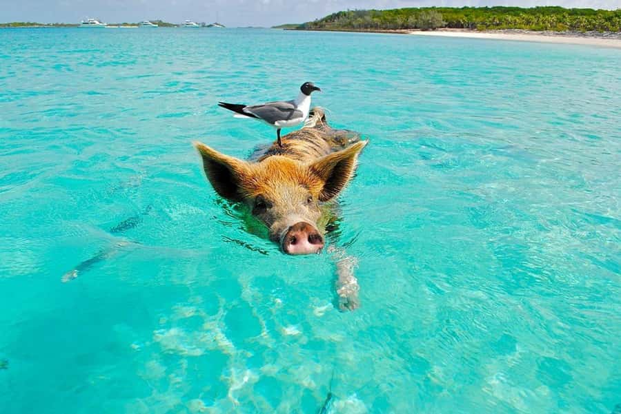 Ko Samui: Private Longtail Boat Tour to Koh Madsum & Koh Tan - Lunch, kayaking, and the return to Ko Samui