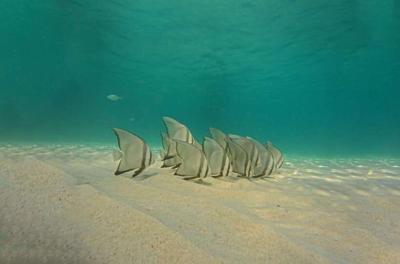 Ko Tao: Late Riser Snorkeling Tour with Lunch and Photos - Shark Bay: the final chance for turtles and reef sharks
