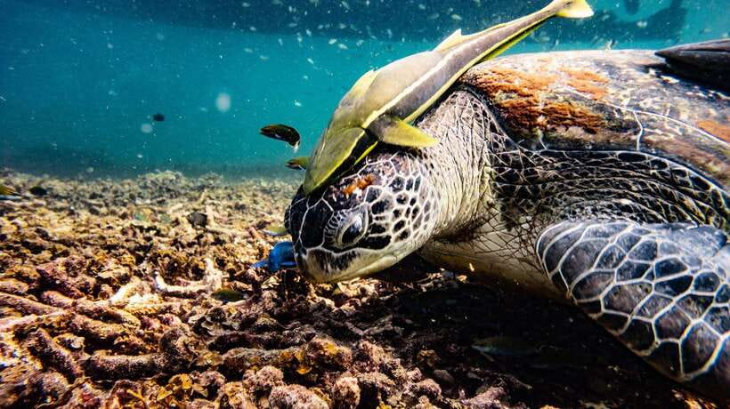 Ko Tao: Morning Trip to Ko Nangyuan’s Serene Oasis by Oxygen - Japanese Reef Garden, the strongest snorkeling stop