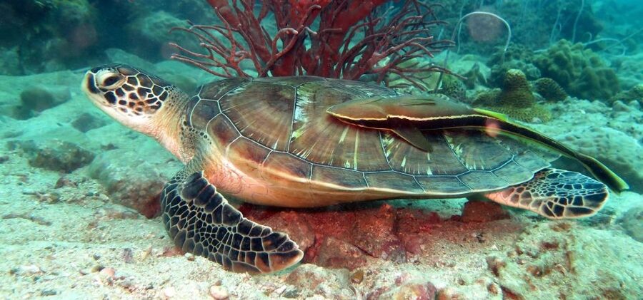 Koh Chang: Half-Day Snorkeling Adventure on a Speedboat - Key points to know before booking