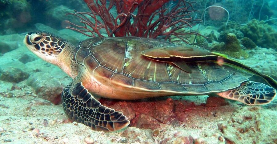 Koh Chang: Half-Day Snorkeling Adventure on a Speedboat - The speedboat ride and changing sea conditions