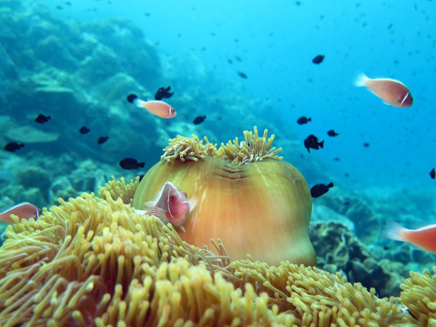 Koh Chang: Half-Day Snorkeling Adventure on a Speedboat - Two snorkeling stops, with help in the water