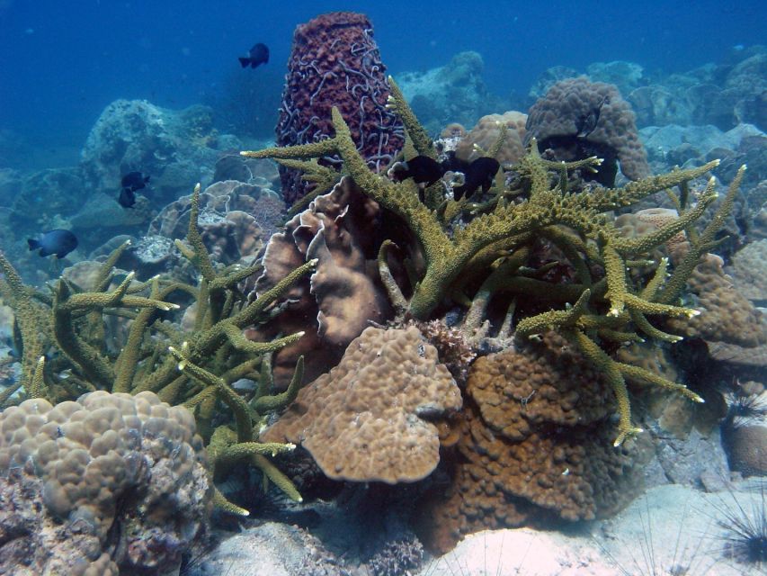 Koh Chang: Half-Day Snorkeling Adventure on a Speedboat - What the $46 price really covers