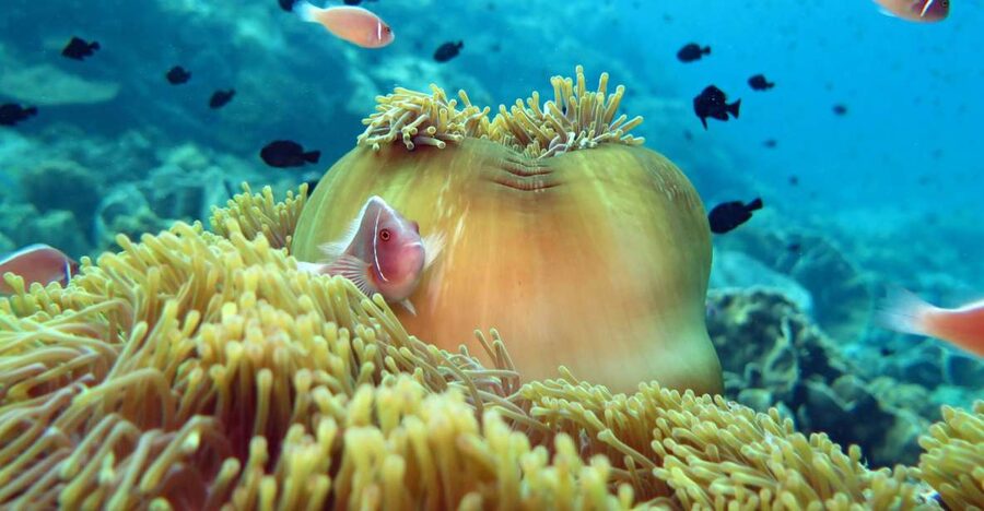 Koh Chang: Snorkeling Trip to Reefs or Wrecks with Lunch - Koh Yak Lek: a final hour among fish