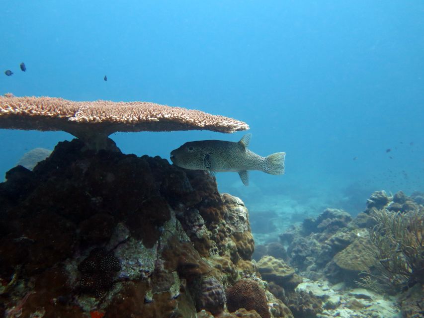 Koh Chang: Snorkeling Trip to Reefs or Wrecks with Lunch - Food, drinks, and the real value of $32