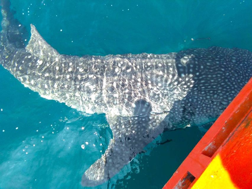 Koh Chang: Snorkeling Trip to Reefs or Wrecks with Lunch - Practical details that can make or break the day