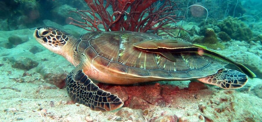 Koh Kood or Koh Rang: Snorkeling Day Trip with Buffet Lunch - What the three snorkeling stops are like