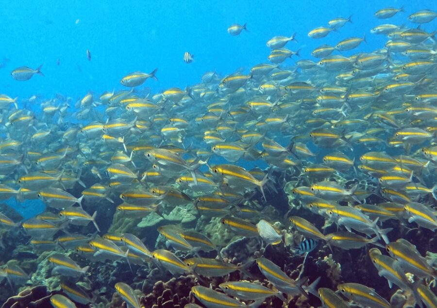 Koh Kood: Snorkeling Speedboat Tour with Lunch and Transfer - Leaving Ko Kut District by speedboat