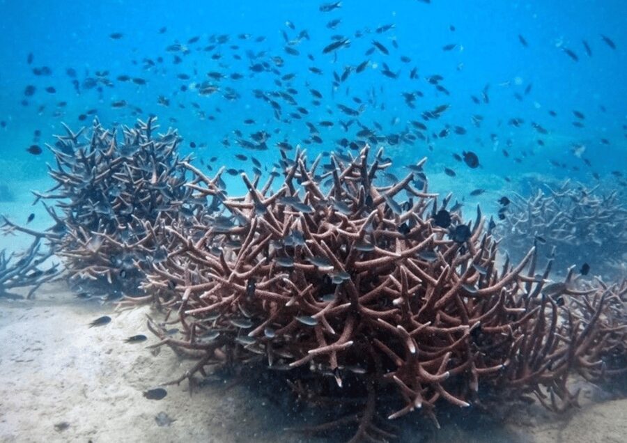 Koh Kood: Snorkeling Speedboat Tour with Lunch and Transfer - What the four-hour schedule means