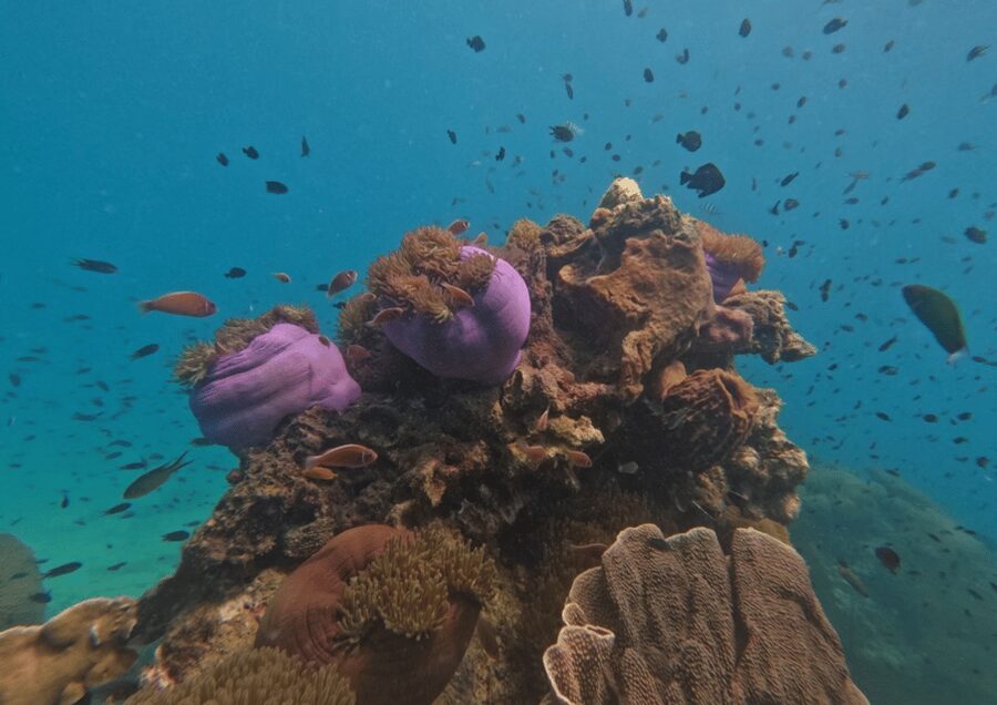 Koh Kood: Snorkeling Speedboat Tour with Lunch and Transfer - Is $41 a fair price?