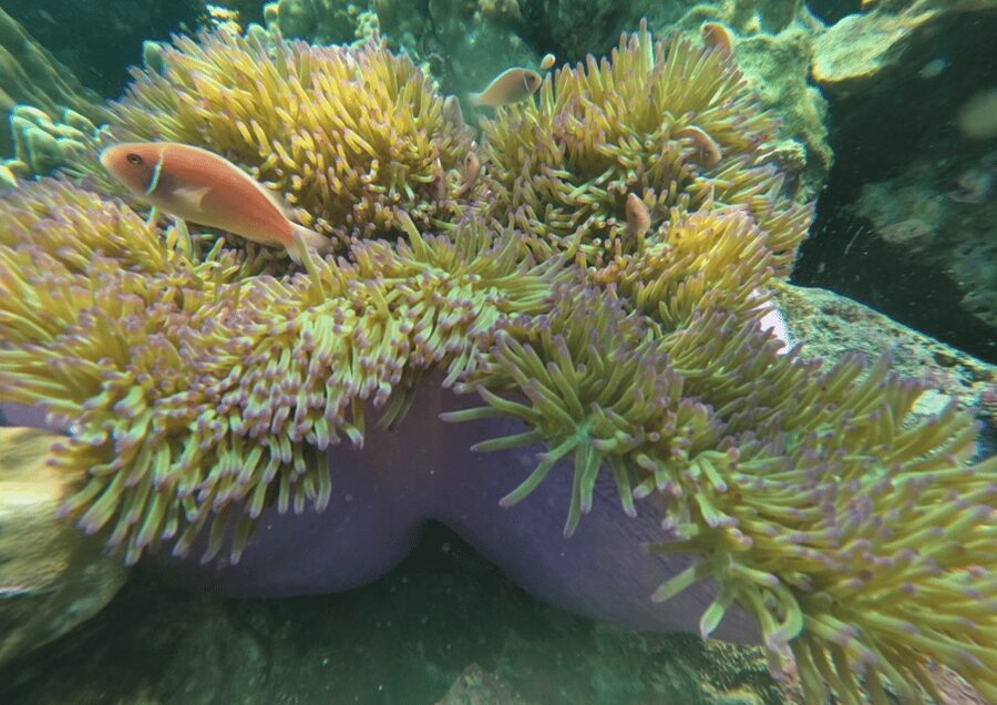 Koh Kood: Snorkeling Speedboat Tour with Lunch and Transfer - Communication, comfort, and what to pack