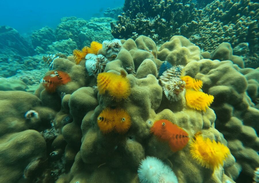 Koh Kood: Snorkeling Speedboat Tour with Lunch and Transfer - Who will enjoy this Koh Kood outing