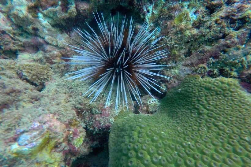 Koh Lanta: 4-Island Adventure Tour to Emerald Cave - Koh Chuak brings another reef encounter