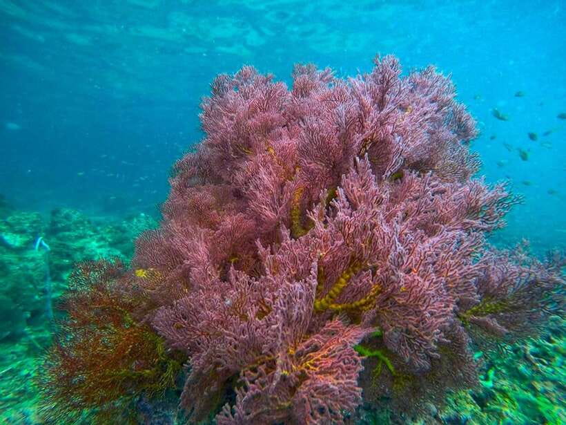 Koh Lanta: 4 Islands and Emerald Cave Snorkeling Trip - FAQ