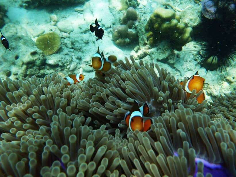Koh Lanta: 4 Islands and Emerald Cave Snorkeling Trip - Two hours at Koh Kradan, including lunch